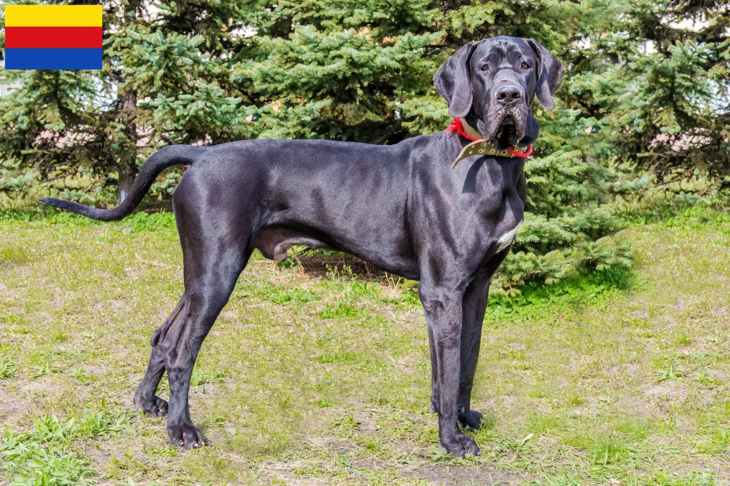 Read more about the article Great Dane breeder and puppies in North Holland