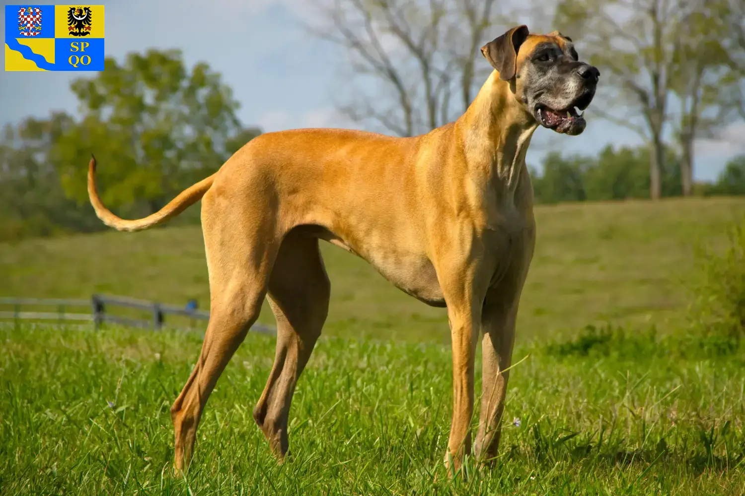 Read more about the article Great Dane breeder and puppies in Olomouc