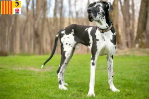 Read more about the article Great Dane breeders and puppies in Provence-Alpes-Côte d’Azur