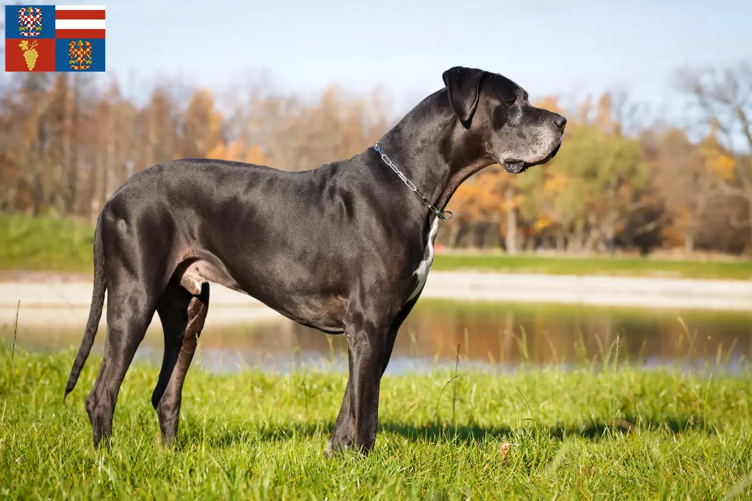 Read more about the article Great Dane breeders and puppies in South Moravia