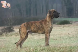 Read more about the article Great Dane breeders and puppies in Syddanmark