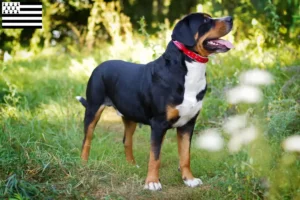 Read more about the article Great Swiss Mountain Dog breeder and puppies in Brittany