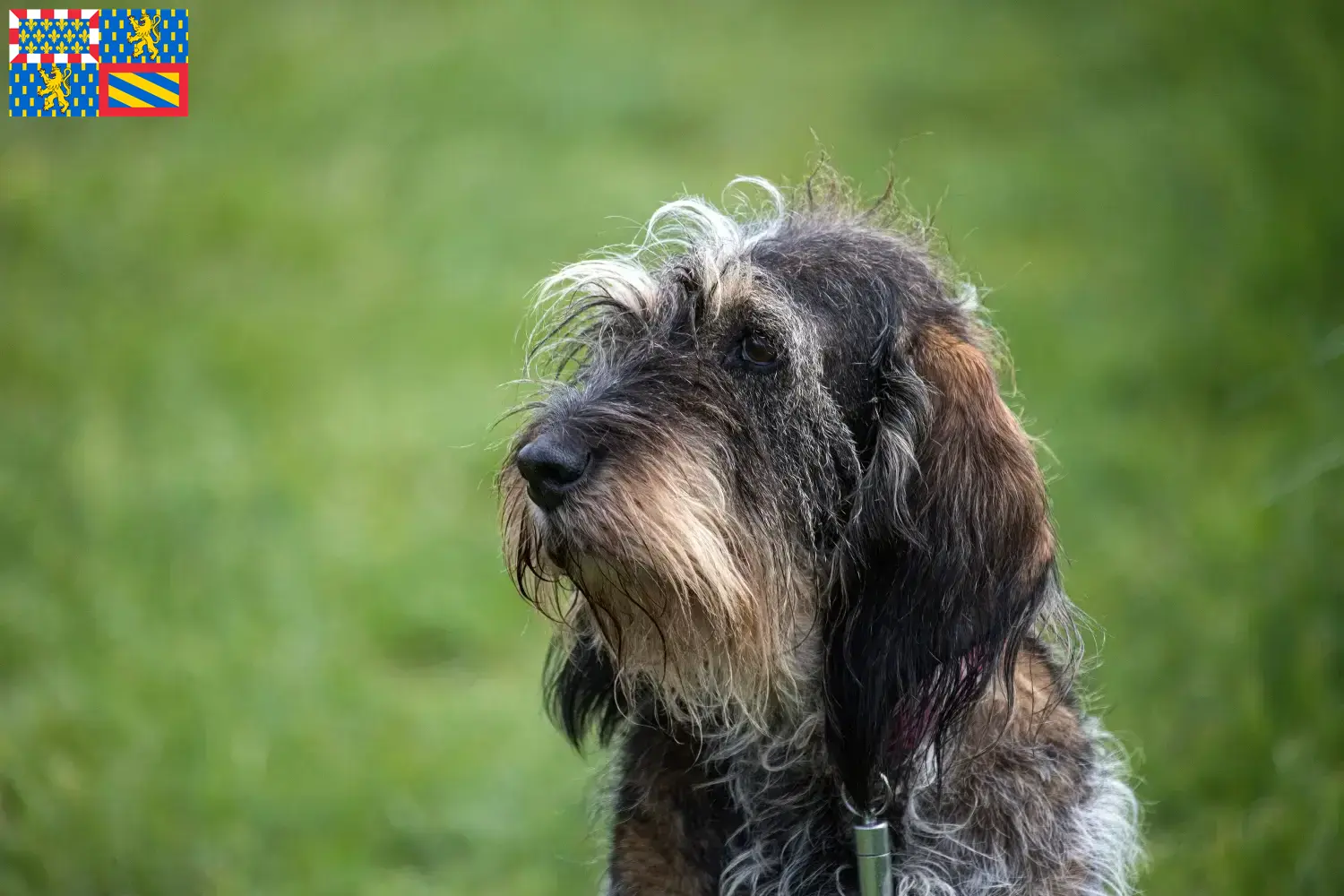 Read more about the article Griffon Bleu de Gascogne breeders and puppies in Bourgogne-Franche-Comté