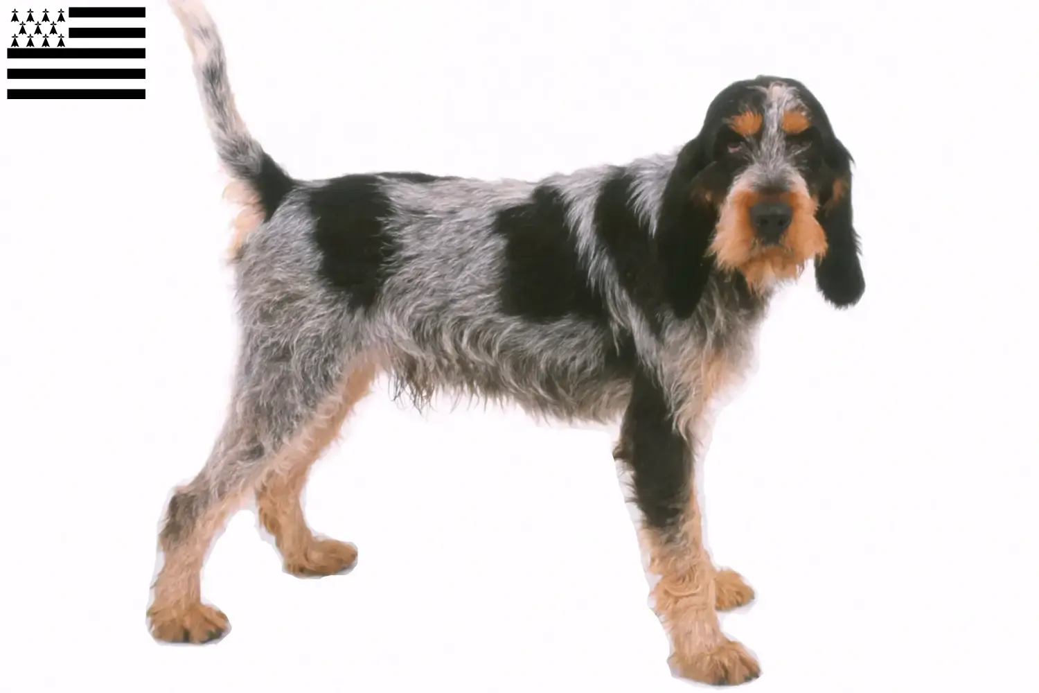 Read more about the article Griffon Bleu de Gascogne breeders and puppies in Brittany