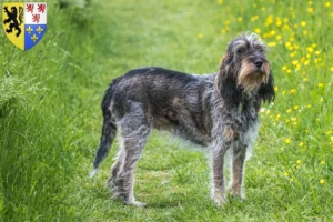 Read more about the article Griffon Bleu de Gascogne breeders and puppies in Hauts-de-France