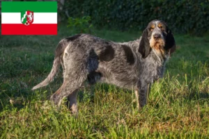 Read more about the article Griffon Bleu de Gascogne breeders and puppies in North Rhine-Westphalia