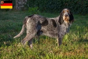 Read more about the article Griffon Bleu de Gascogne breeders and puppies in Rhineland-Palatinate