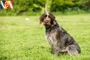 Read more about the article Griffon d’arrêt à poil dur Breeder and puppies in Grand Est