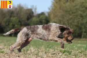 Read more about the article Griffon d’arrêt à poil dur Breeders and puppies in Provence-Alpes-Côte d’Azur