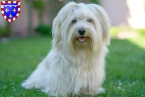 Read more about the article Havanese breeders and puppies in Centre-Val de Loire