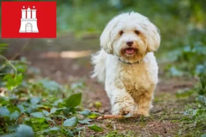 Read more about the article Havanese breeders and puppies in Hamburg