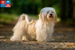 Read more about the article Havanese breeders and puppies in Karlsbad