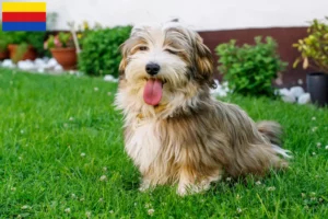 Read more about the article Havanese breeders and puppies in North Holland