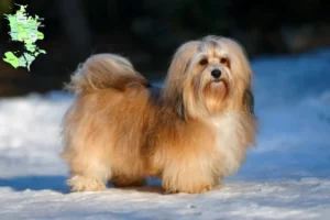 Read more about the article Havanese breeders and puppies in Sjælland