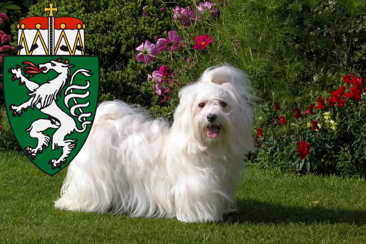 Read more about the article Havanese breeders and puppies in Styria