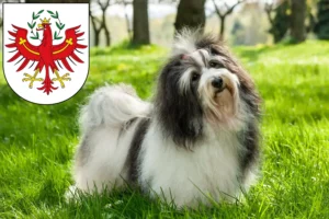 Read more about the article Havanese breeders and puppies in Tyrol