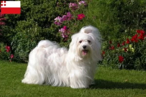 Read more about the article Havanese breeders and puppies in Utrecht