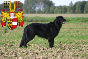 Read more about the article Hovawart breeders and puppies in Carinthia