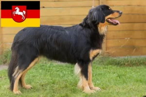 Read more about the article Hovawart breeders and puppies in Lower Saxony