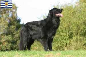 Read more about the article Hovawart breeders and puppies in Zeeland