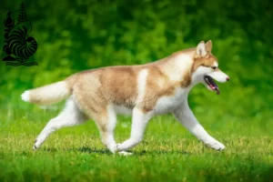 Read more about the article Husky breeders and puppies in New Caledonia