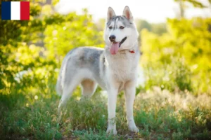 Read more about the article Husky breeders and puppies on Réunion