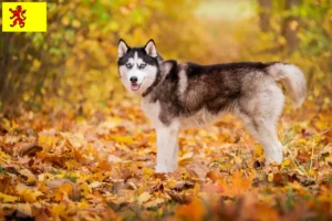 Read more about the article Husky breeders and puppies in South Holland