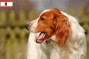 Read more about the article Irish Red and White Setter breeders and puppies in Berlin