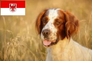 Read more about the article Irish Red and White Setter breeders and puppies in Brandenburg