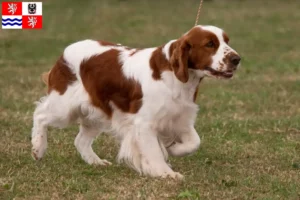 Read more about the article Irish Red and White Setter breeders and puppies in Central Bohemia