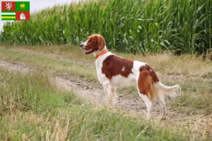 Read more about the article Irish Red and White Setter breeders and puppies in Pilsen