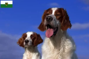 Read more about the article Irish Red and White Setter breeders and puppies in Saxony