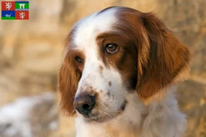 Read more about the article Irish Red and White Setter breeders and puppies in Ústí