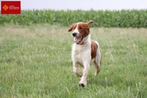 Read more about the article Irish Red and White Setter breeders and puppies in Occitania