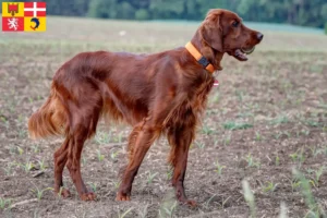 Read more about the article Irish Red Setter breeders and puppies in Auvergne-Rhône-Alpes