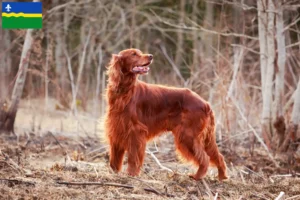 Read more about the article Irish Red Setter breeders and puppies in Flevoland