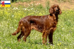 Read more about the article Irish Red Setter breeder and puppies in Limburg