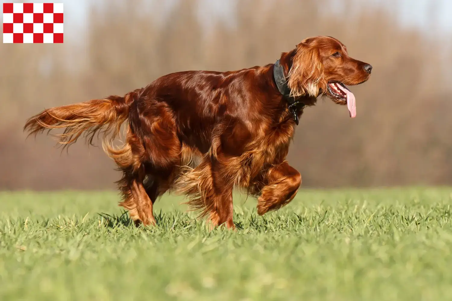 Read more about the article Irish Red Setter breeders and puppies in North Brabant