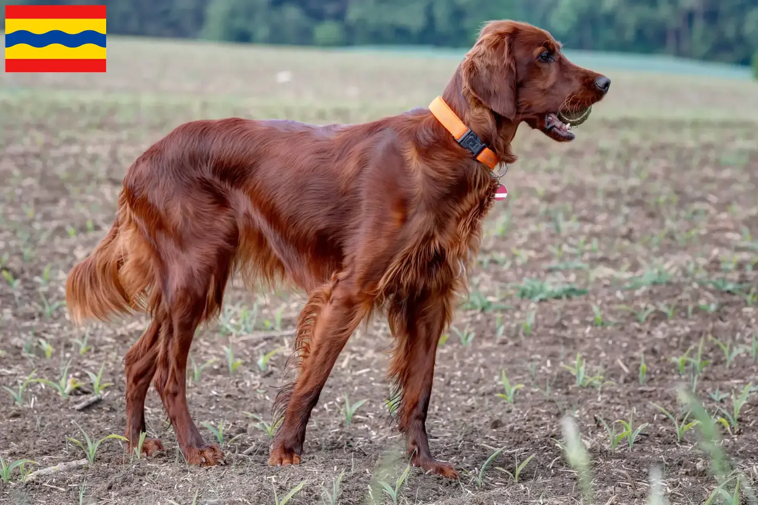 Read more about the article Irish Red Setter breeders and puppies in Overijssel