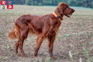 Read more about the article Irish Red Setter breeders and puppies in Pardubice