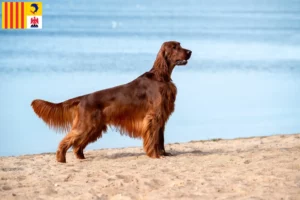 Read more about the article Irish Red Setter breeders and puppies in Provence-Alpes-Côte d’Azur