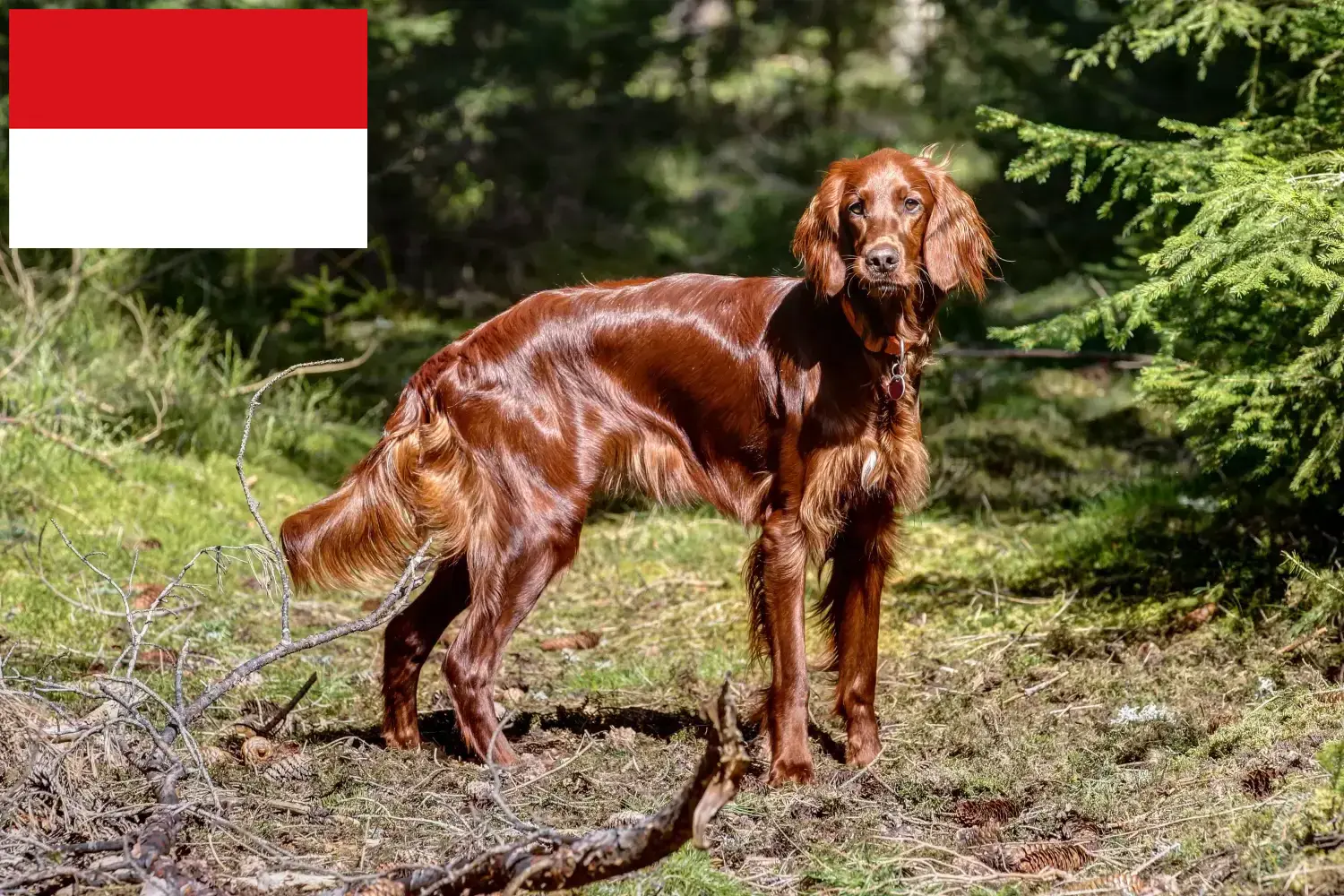 Read more about the article Irish Red Setter breeders and puppies in Vienna