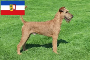 Read more about the article Irish Terrier breeders and puppies in Schleswig-Holstein