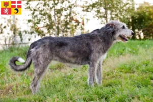 Read more about the article Irish Wolfhound breeders and puppies in Auvergne-Rhône-Alpes