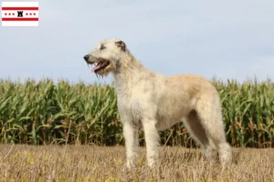 Read more about the article Irish Wolfhound breeders and puppies in Drenthe