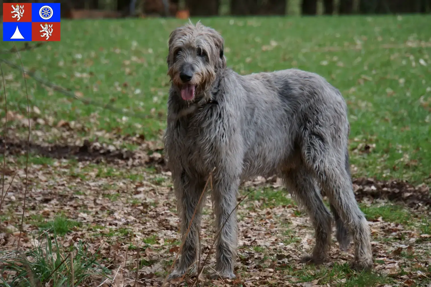 Read more about the article Irish Wolfhound breeders and puppies in Liberec