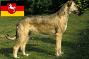 Read more about the article Irish Wolfhound breeders and puppies in Lower Saxony