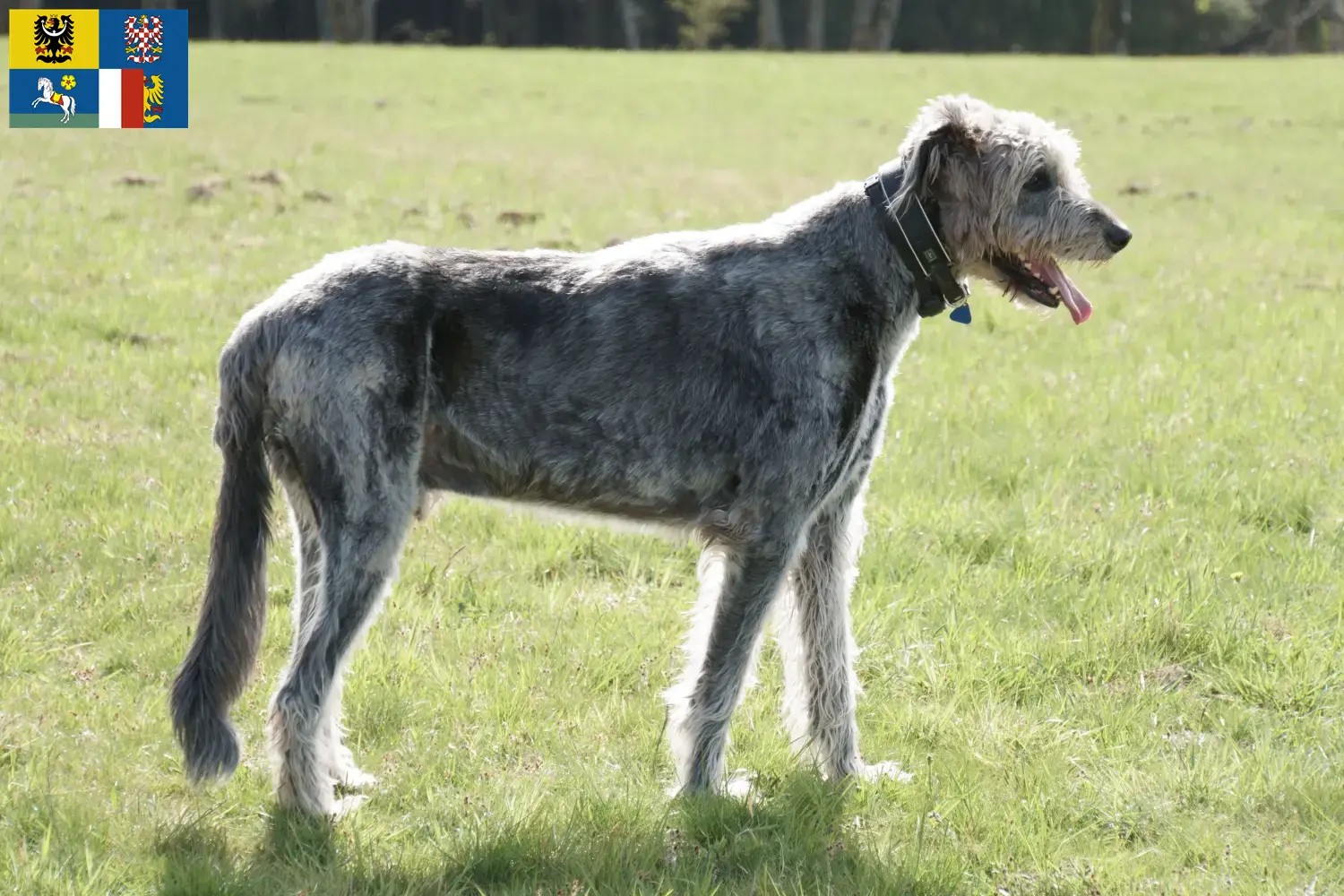 Read more about the article Irish Wolfhound breeders and puppies in Moravia-Silesia