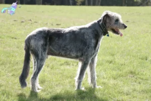 Read more about the article Irish Wolfhound breeders and puppies in Nordjylland