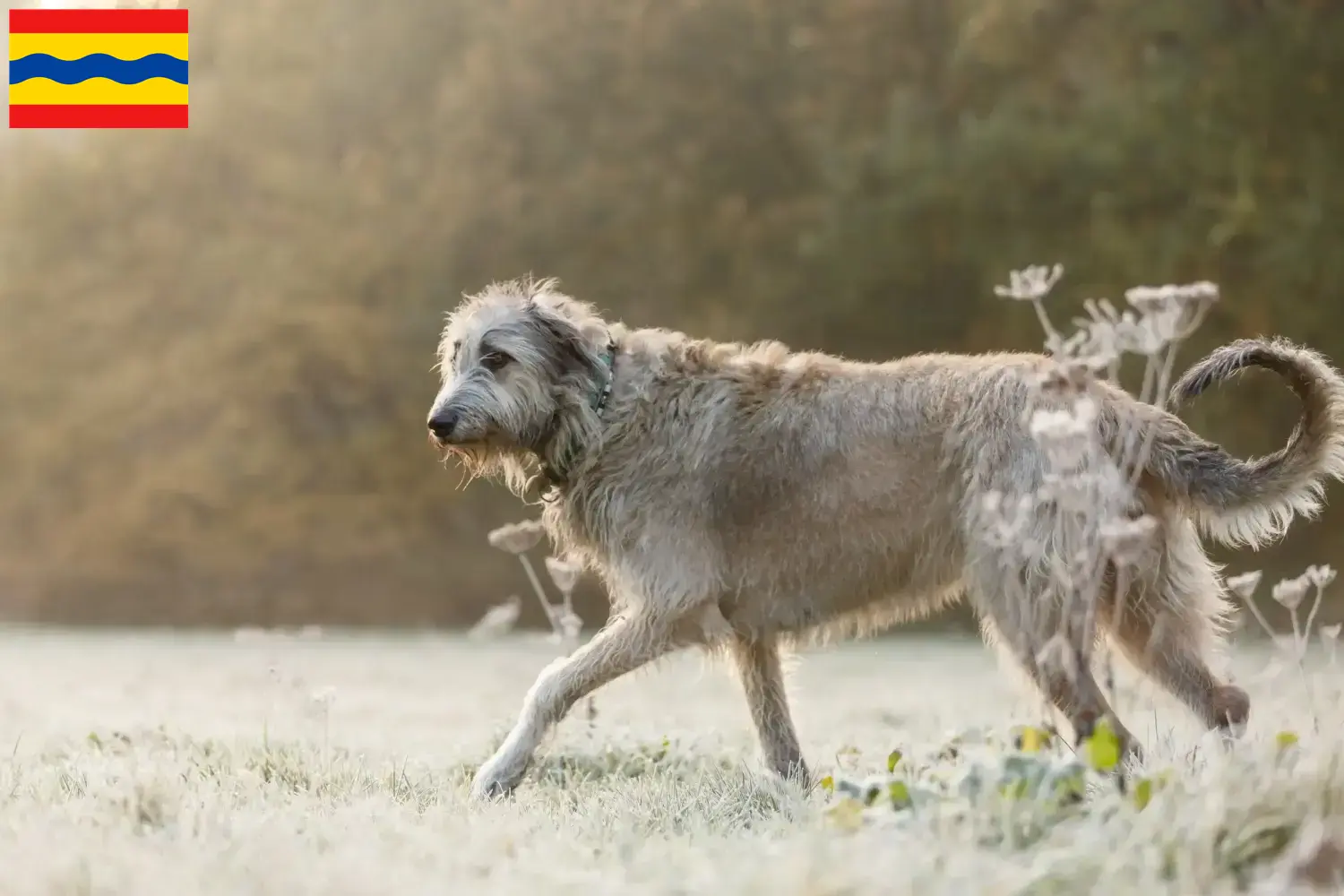 Read more about the article Irish Wolfhound breeders and puppies in Overijssel